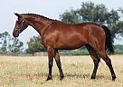 Quarter Horse - Horse for Sale in Ocala, FL 34471