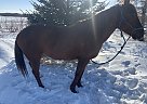 Quarter Horse - Horse for Sale in Qu'Appelle, SK S0G4A0
