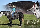 Quarter Horse - Horse for Sale in Parker, SC 42634 Quarter Horse - Horse for Sale in Parker, SC 42634