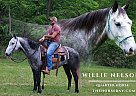 Quarter Horse - Horse for Sale in Copperhill, TN 37317 Quarter Horse - Horse for Sale in Copperhill, TN 37317