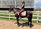Whyatt - Gelding in barrie, ON Whyatt - Gelding in barrie, ON