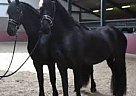 Friesian - Horse for Sale in Pittsburgh, PA 15214