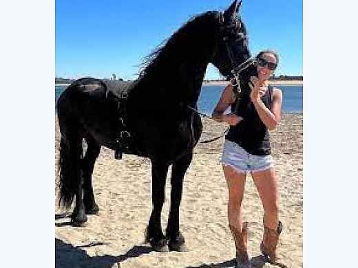 Home Train Black Friesian Mare