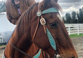 Quarter Horse (Quarter Horse, Gelding) in Homeland, CA