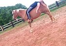 Haflinger Mare for Sale in Huddleston, Virginia Haflinger Mare for Sale in Huddleston, Virginia