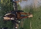 Belgian Draft Gelding for Sale in Huddleston, Virginia Belgian Draft Gelding for Sale in Huddleston, Virginia