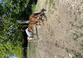 Paint (Paint, Mare) in Fort Worth, TX
