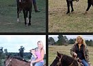 Nice Black Family Gelding Onyx