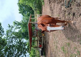 Quarter Horse (Quarter Horse, Gelding) in Houston, TX