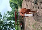 Quarter Horse - Horse for Sale in Houston, TX 77020