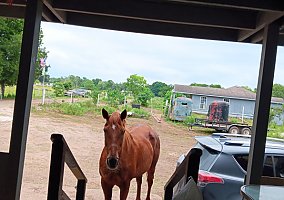 Quarter Horse (Quarter Horse, Mare) in Houston, TX