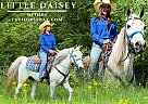 Missouri Fox Trotter - Horse for Sale in Freeburg, IL 62243 Missouri Fox Trotter - Horse for Sale in Freeburg, IL 62243