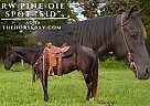 Quarter Horse - Horse for Sale in Greensburg, KY 42743 Quarter Horse - Horse for Sale in Greensburg, KY 42743