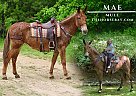 Mule - Horse for Sale in Tompkinsville, KY 42167