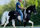 Spotted Saddle - Horse for Sale in Brooksville, KY 41004 Spotted Saddle - Horse for Sale in Brooksville, KY 41004