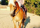 Haflinger Mare Haflinger Stallion