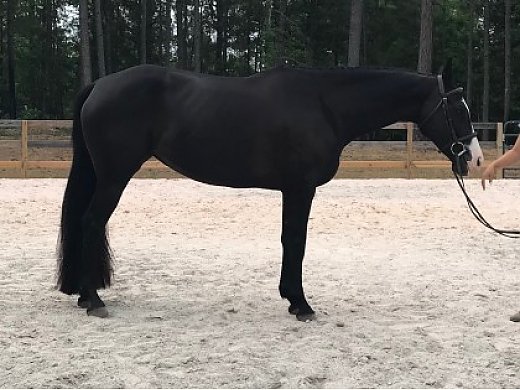 2010 APHA & AWR Mare By Indian Artbeat(Sale Pending)