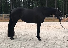 Paint (Paint, Mare) in Appling, GA