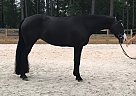 Paint - Horse for Sale in Appling, GA 30802 Paint - Horse for Sale in Appling, GA 30802