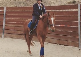Warmblood (Warmblood, Stallion) in Topanaga, CA
