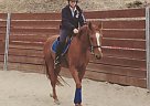 Dutch Warmblood - Horse for Sale in Topanaga, CA 90290