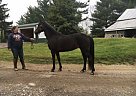This Pony Does It All New Forest Pony Mare