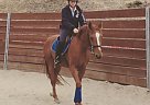 4yr Dutch/Oldenburg Cross Dutch Warmblood Stallion