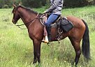 Reg MFT Trail/Camping/Arena Missouri Fox Trotter Mare