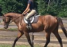 Fancy and Honest, you won't Find... Thoroughbred Gelding