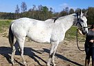 Elegant and Kind, This Gelding h... Thoroughbred Gelding
