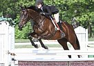 Proven Hunter - Smooth as Glass ... Thoroughbred Mare