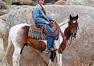 Paint - Horse for Sale in Fort Collins, CO 80524 Paint - Horse for Sale in Fort Collins, CO 80524