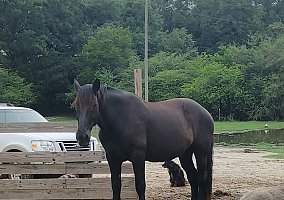 Draft (Percheron, Belgian, Clydesdale, Shire) (Draft (Percheron, Belgian, Clydesdale, Shire), Gelding) in Caryville, FL