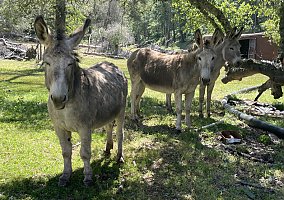 Donkey (Donkey, Gelding) in Placerville, CA