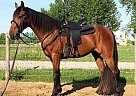 Stormy - Gelding in Ottawa, ON Stormy - Gelding in Ottawa, ON