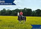 Tennessee Walking - Horse for Sale in GILLSVILLE, GA 30543
