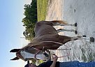 Tennessee Walking - Horse for Sale in Valdosta, GA 31601