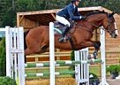 Gentle and Kind, With Hunter/Jum... Thoroughbred Mare