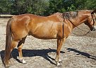 RIVER - Gelding in Inverness, FL RIVER - Gelding in Inverness, FL