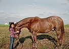 Tennessee Walking - Horse for Sale in Millersburg, PA 17061 Tennessee Walking - Horse for Sale in Millersburg, PA 17061