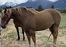 Trick - Gelding in Stevensville, MT Trick - Gelding in Stevensville, MT