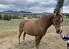 Treat - Gelding in Stevensville, MT Treat - Gelding in Stevensville, MT