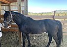 Fernando - Stallion in Stevensville, MT Fernando - Stallion in Stevensville, MT
