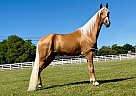 Tennessee Walking - Horse for Sale in , TN 37091
