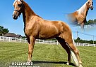 Tennessee Walking - Horse for Sale in , TN 37091
