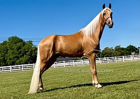 Tennessee Walking (Tennessee Walking, Gelding) in TN
