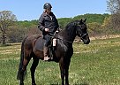 Rocky Mountain - Horse for Sale in Wayne, PA 19087 Rocky Mountain - Horse for Sale in Wayne, PA 19087