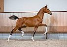 Belgian Warmblood - Horse for Sale in Fowlerville, MI 48836