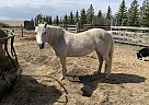 Pony of the Americas - Horse for Sale in Cypress County, AB T0J 3B0 Pony of the Americas - Horse for Sale in Cypress County, AB T0J 3B0