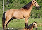 Tennessee Walking - Horse for Sale in hustonville, KY 40437